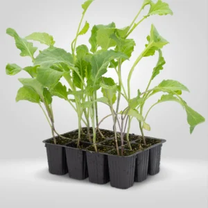 berza gallega brassica oleracea acephala estuche 12 plantas