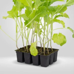 berza rizada brassica oleracea sabellica estuche 12 plantas