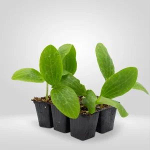 calabacin cucurbita pepo estuche 6 plantas