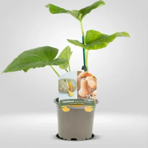 calabaza buen gusto cucurbita moschata planta en maceta