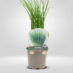 cebollino allium schoenoprasum maceta pequeña