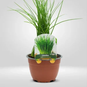 cebollino allium schoenoprasum maceta grande