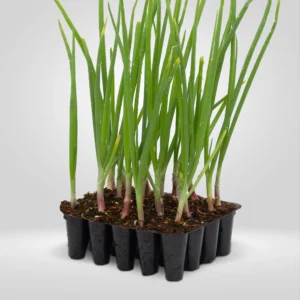 cebollo rojo allium cepa estuche 20 plantas