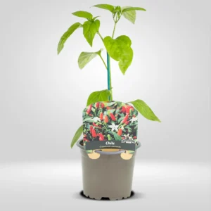 chile picante capsicum annuum fruto alargado