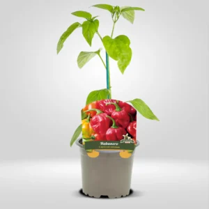 chile habanero capsicum chinense fruto muy picante