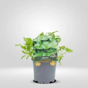 cilantro coriandrum sativum maceta pequeña