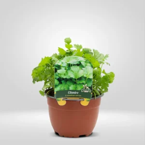 cilantro coriandrum sativum maceta grande