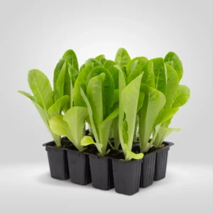 cogollos lactuca sativa estuche 12 plantas