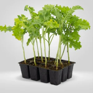 col kale brassica oleracea sabellica estuche 12 plantas