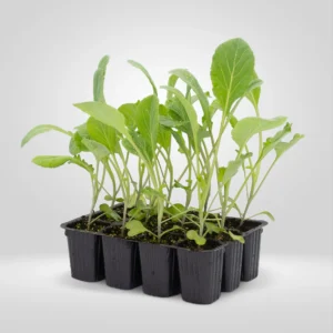 coles de bruselas brassica oleracea estuche 12 plantas