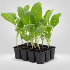 coliflor brassica oleracea estuche 12 plantas