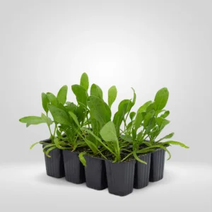 espinaca spinacia oleracea estuche 12 plantas