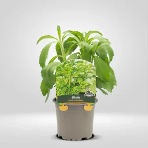 estevia stevia rebaudiana maceta pequeña