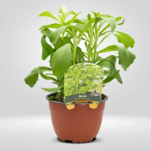 estevia stevia rebaudiana maceta grande