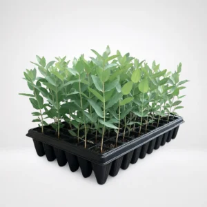 eucalipto nitens maxverde en bandeja forestal