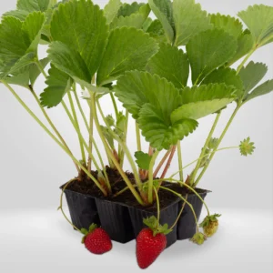 fresa san andreas fragaria ananassa estuche 6 plantas