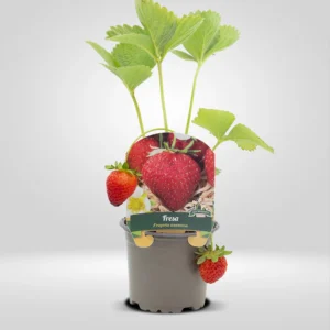 fresa fragaria ananassa maceta pequeña