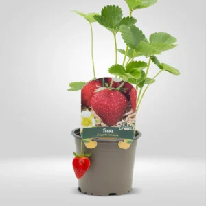fresa fragaria ananassa maceta mediana