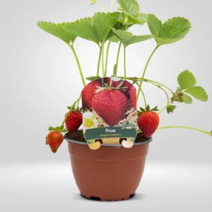fresa fragaria ananassa maceta grande
