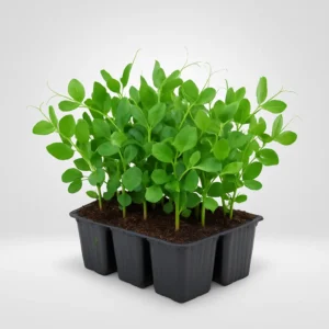 guisante para siembra en estuche de 6 uds