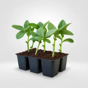 faba de mayo para siembra en estuche de 6 uds