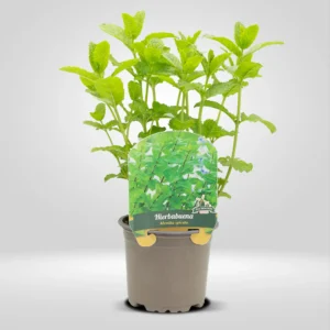 hierbabuena mentha spicata maceta pequeña