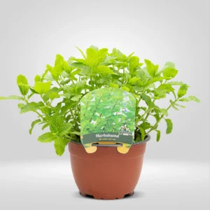 hierbabuena mentha spicata maceta grande