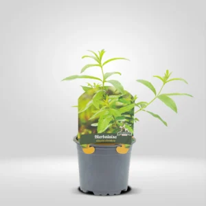 hierba luisa aloysia citrodora maceta pequeña