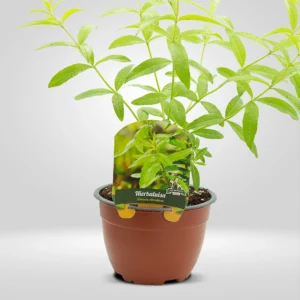 hierba luisa aloysia citrodora maceta grande