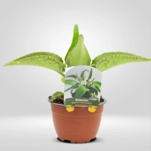 kalanchoe kalanchoe blossfeldiana maceta grande