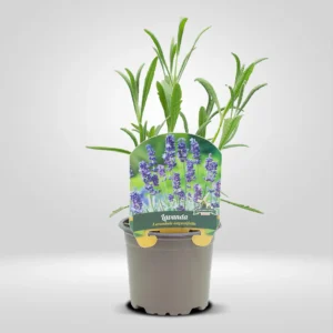 lavanda dentada lavandula dentata maceta pequeña