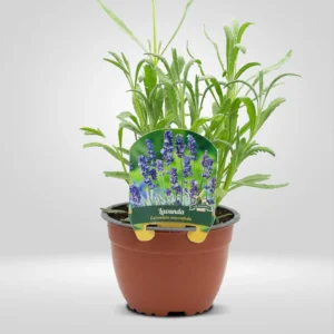 lavanda dentada lavandula dentata maceta grande