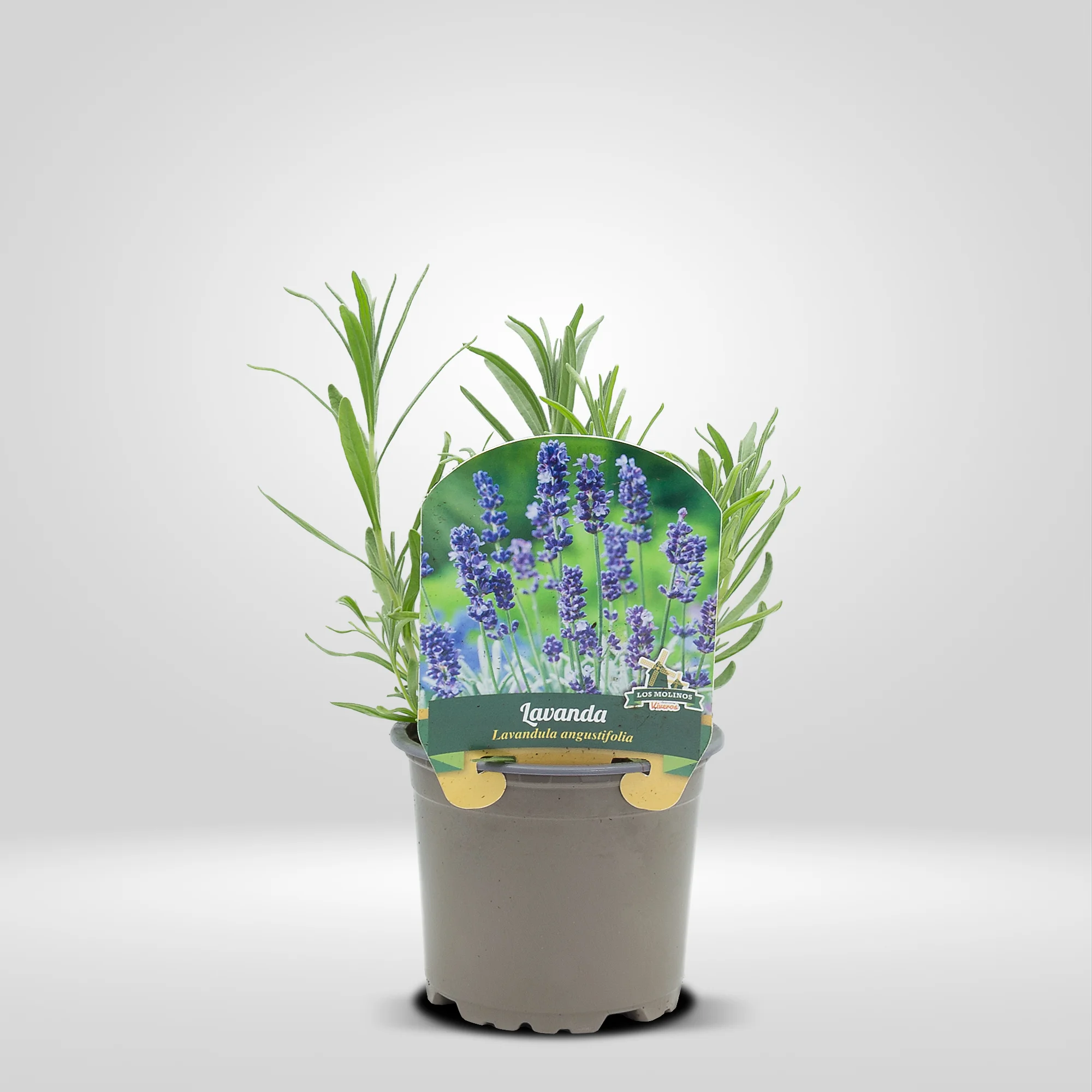 lavanda en maceta 10,5