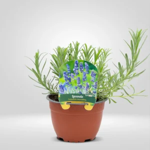 lavanda lavandula angustifolia maceta grande