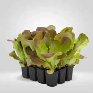 lechuga 4 estaciones lactuca sativa estuche 12 plantas