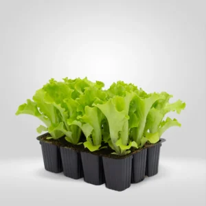lechuga batavia lactuca sativa estuche 12 plantas