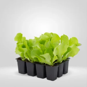lechuga trocadero lactuca sativa estuche 12 plantas