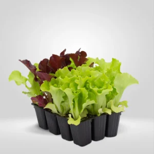 mix lechugas lactuca sativa estuche 12 plantas