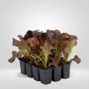 lechuga hoja de roble lactuca sativa estuche 12 plantas