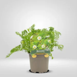 manzanilla matricaria chamomilla maceta pequeña