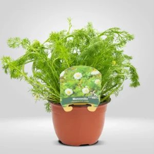 manzanilla matricaria chamomilla maceta grande