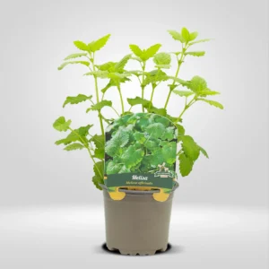 melisa melissa officinalis maceta pequeña