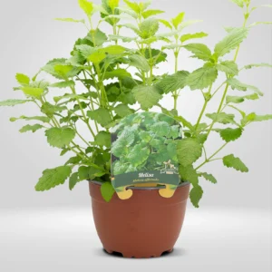 melisa melissa officinalis maceta grande