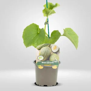 melon injertado planta resistente para trasplante