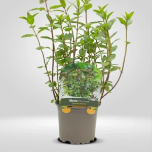 menta chocolate mentha piperita maceta pequeña