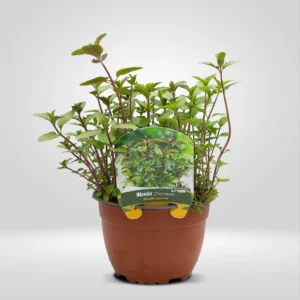 menta chocolate mentha piperita maceta grande