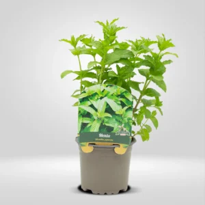 menta mentha piperita maceta pequeña