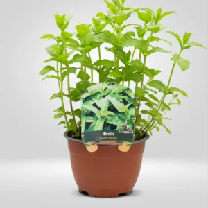 menta mentha x piperita maceta grande