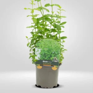 menta fresa mentha sp maceta pequeña