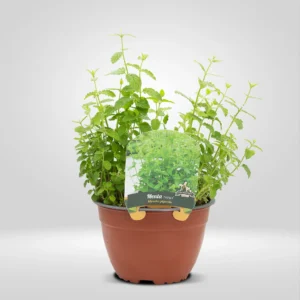 menta fresa mentha maceta grande